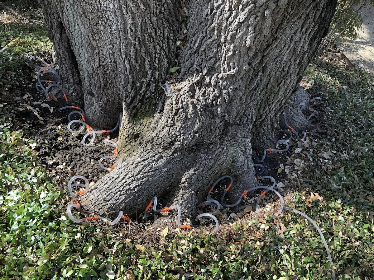 Detailed Tree Cabling and Bracing job site in Claxton