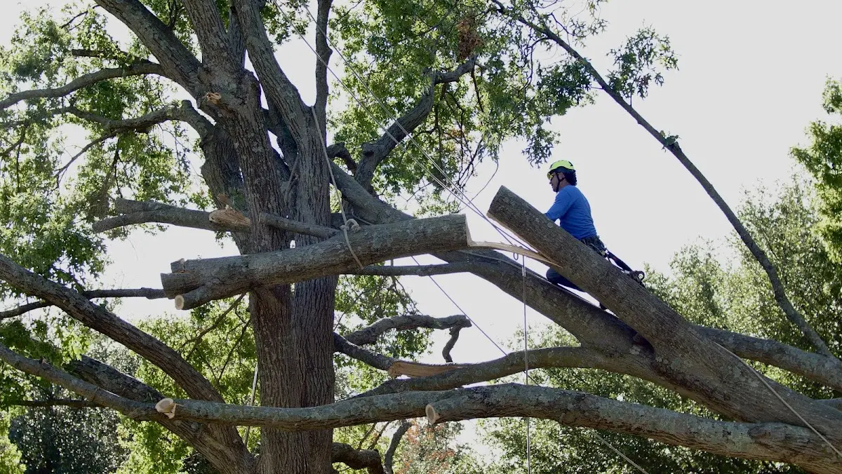 Professional Hazardous Tree Removal performed by certified arborists in Claxton